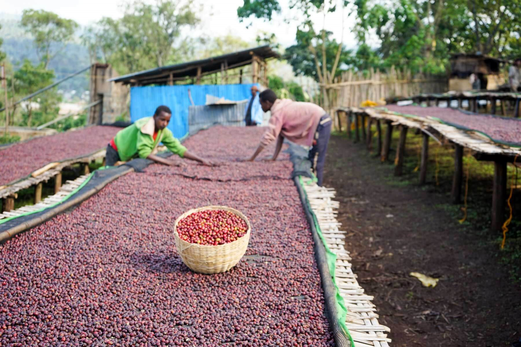 chelelektu coffee modern standard coffee ethiopia